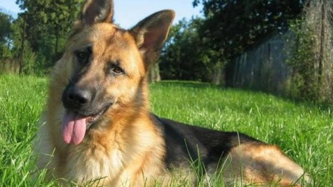 Imperia, il servizio veterinario dell'Asl 1 applica gratuitamente … – Riviera24
