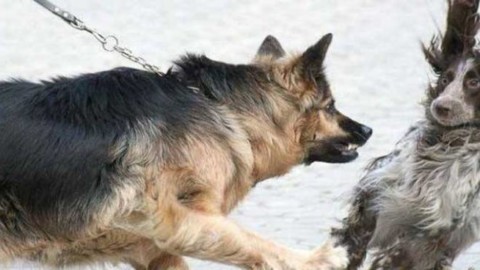 L'aggressività tra cani, comprenderla e saperla gestire – Riviera24