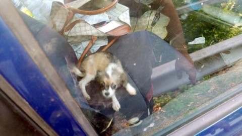 Vende cuccioli di cane online, ma è abusivo: multa e sequestro – Telenord