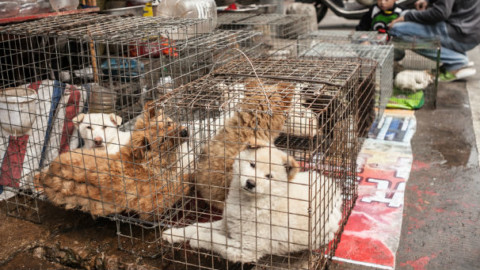 Gli USA contro la carne di cane e di gatto – GreenStyle