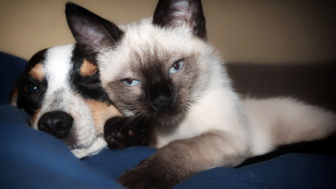 Il siamese, tutto quello che c'è da sapere sul gatto che sembra un cane – LifeGate