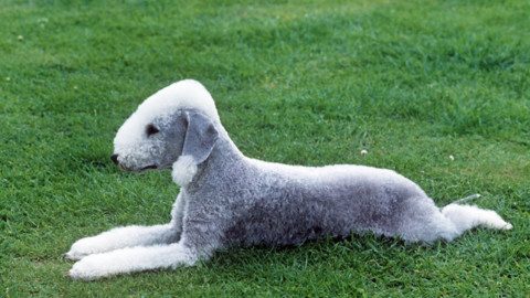 Cani: le 5 razze più rare al mondo – Velvet Pets