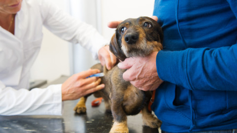 Cani: perché si grattano il naso? Il motivo potrebbe riguardare la … – Velvet Pets