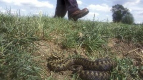 Serpenti velenosi, le stagioni più a rischio: vipere in autunno – www.amoreaquattrozampe.it (Blog)