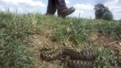 Serpenti velenosi, le stagioni più a rischio: vipere in autunno – www.amoreaquattrozampe.it (Blog)