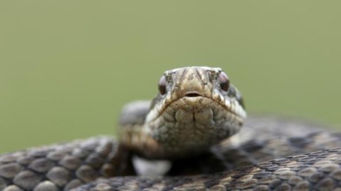 EBOLI,MORSO DA UNA VIPERA SULL'AVERSANA NEL SUO ORTO – Sergio Vessicchio (Comunicati Stampa) (Blog)