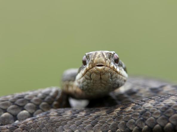EBOLI,MORSO DA UNA VIPERA SULL'AVERSANA NEL SUO ORTO – Sergio Vessicchio (Comunicati Stampa) (Blog)