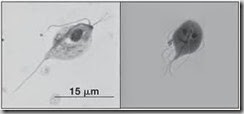 tritri f