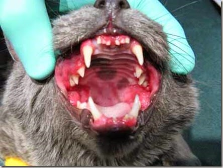 Feline Stomatitis and Peridontal Disease