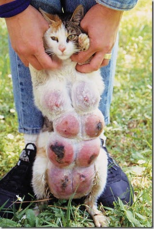 Fibroadenomatosi mammaria felina