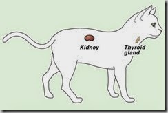 renal-failure-cat