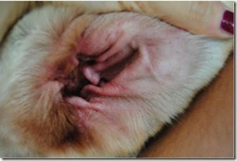 otite malassezia
