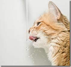 assunzione acqua