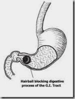 stomach hairballs