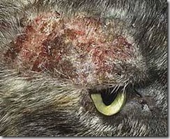 prurito gatto